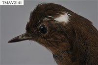 小翼鶇藏品圖，第14張